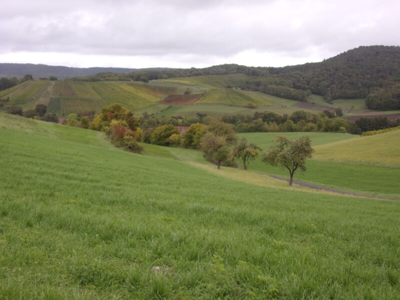 steigerwaldklub-wandert-durch-die-weinberge-bei-iphofen