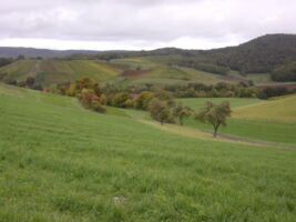 Steigerwaldklub wandert durch die Weinberge bei Iphofen