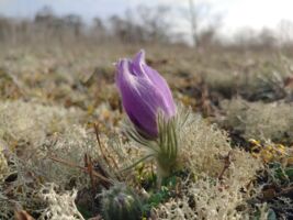Frühblüher am Sodenberg - Geführte Wanderung mit Rangerin Amelie Nöth