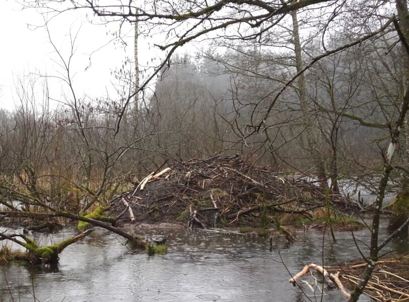 von-bibern-und-menschen-gefuhrte-wanderung-mit-rangerin-martina-faber