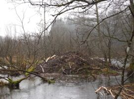 Von Bibern und Menschen - Geführte Wanderung mit Rangerin Martina Faber