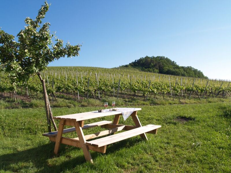 musik-trifft-wein-ein-spaziergang-mit-genuss-und-guter-laune