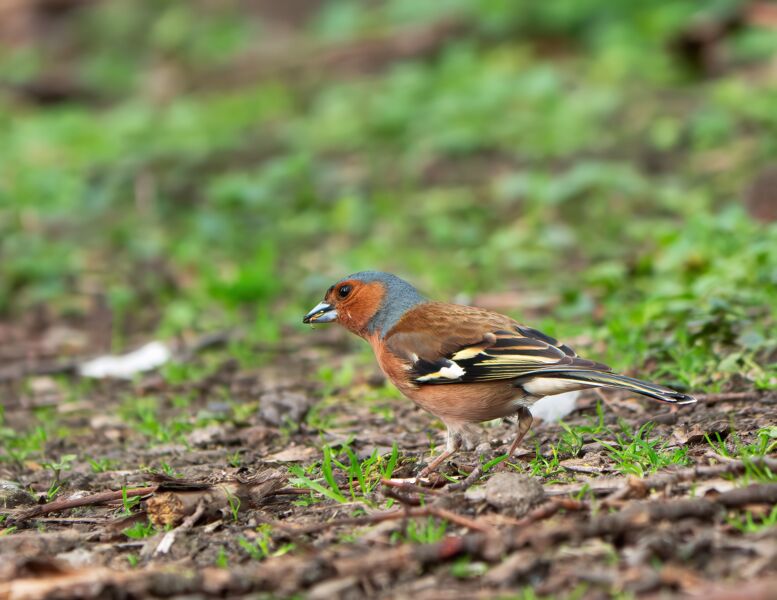 vogelstimmenwanderung-im-naturschutzgebiet-weyhershauk-gefuhrte-wanderung-mit-ranger-daniel-scheffler
