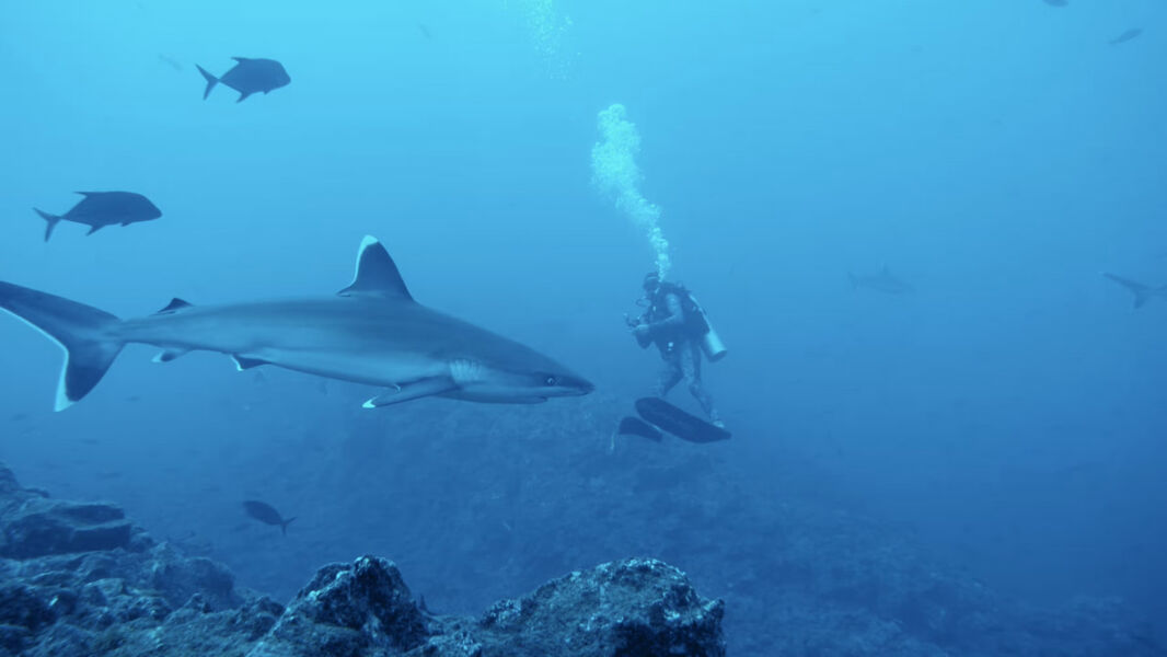 starbesuch-segeljungs