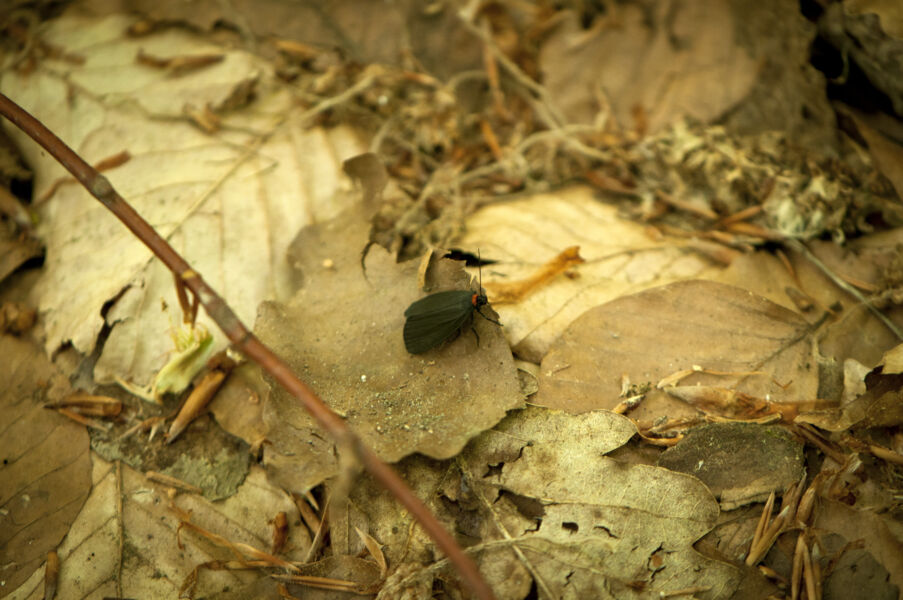 monatstreffen-beim-umweltforum