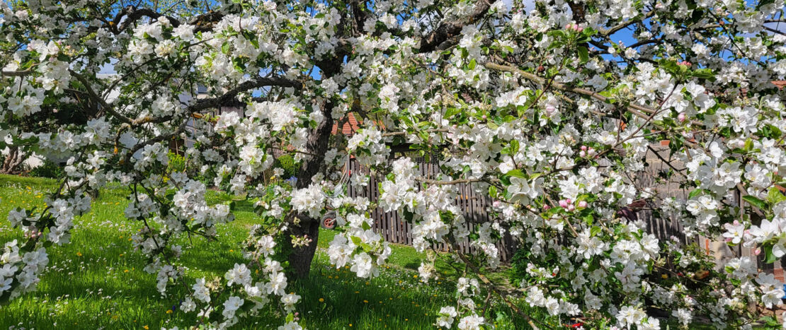 ausstellung-streuobstwiesen-paradiese-aus-menschenhand