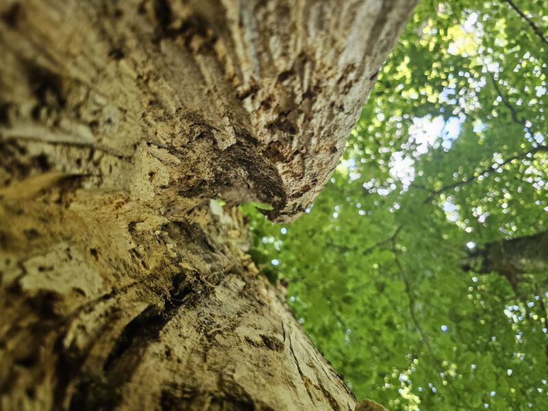 entfallt-was-macht-die-natur-in-der-kernzone-gefuhrte-wanderung-mit-ranger-maik-prozeller