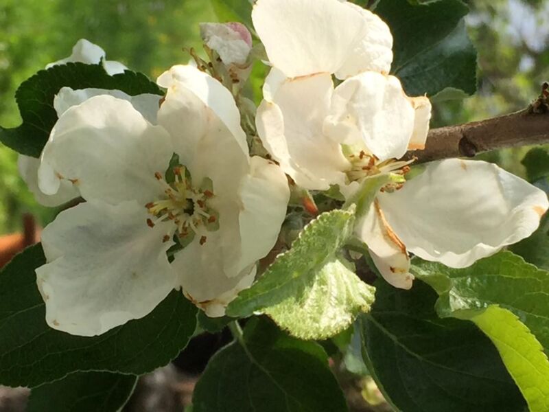in-der-rhon-unterwegs-mit-carmen-schiefhauer-mit-karlchen-kauz-in-die-streuobstwiese