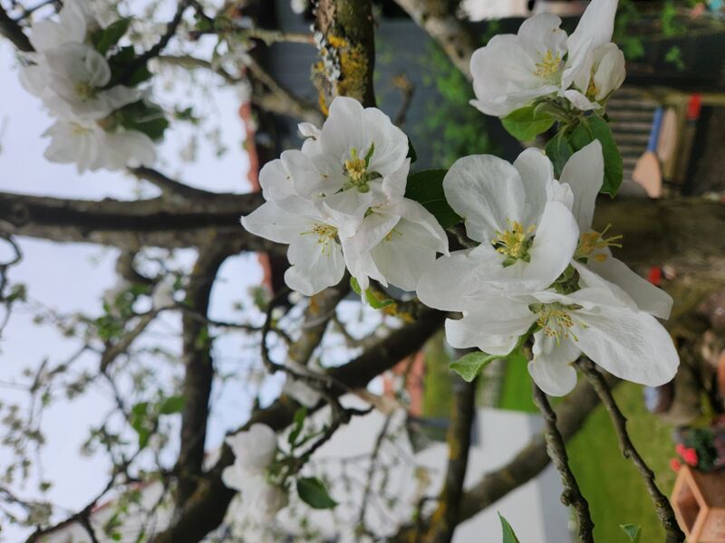 pflanzenborse-am-stadtsee-zeil