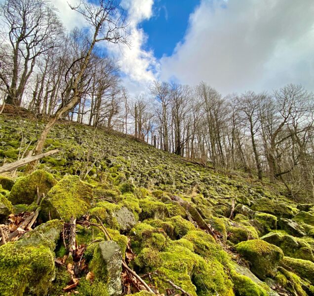 urwaldfuhrung-in-die-kernzone-am-losershag-gefuhrte-wanderung-mit-ranger-leonard-helfrich