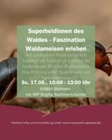 Superheldinnen des Waldes - Faszination Waldameisen erleben