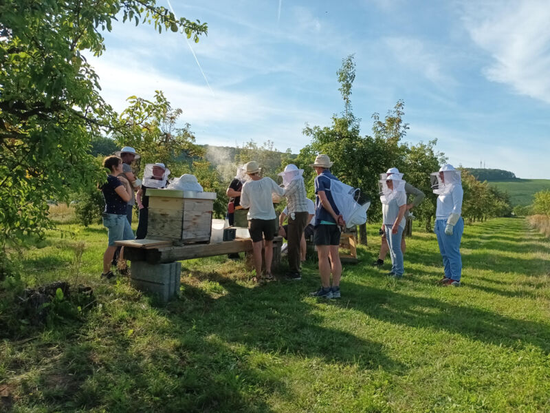 imkerkurs-fur-anfanger-bienenhaltung-im-jahreslauf
