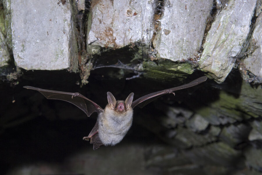 11-september-fr-bat-night-fledermausnacht-bei-fatschenbrunn-von-1800-2100-uhr