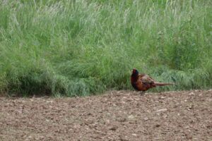 Wanderungen zu Wildlebensräumen und Bio-Landwirtschaft