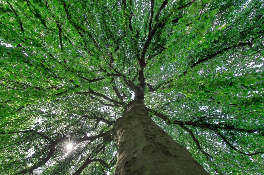 schweinfurter-frauennamen-in-stein-gemeisselt