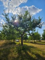 Streuobstwiesen-Picknick in Himmelstadt