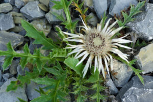 Gartenführung im Naturgarten: Artenvielfalt im Muschelkalk