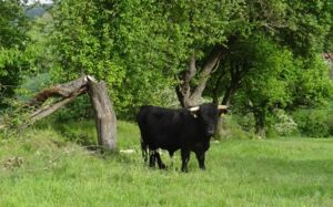 Wanderung zum Röttinger Beweidungsprojekt mit Welsh Black-Rindern