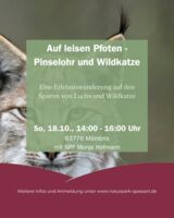Auf leisen Pfoten - Pinselohr und Wildkatze