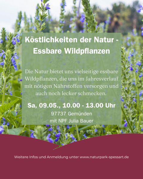 kostlichkeiten-der-natur-essbare-wildpflanzen