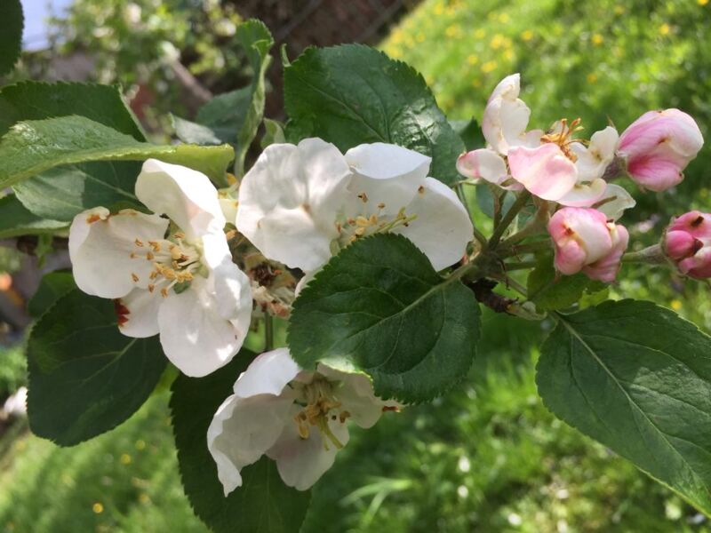 in-der-rhon-unterwegs-mit-carmen-schiefhauer-auf-fruchtiger-entdeckungstour-durch-die-streuobstwiesen-erleben-sie-die-vielfalt-alter-apfelsorten