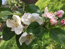 In der Rhön unterwegs mit Carmen Schiefhauer: Auf fruchtiger Entdeckungstour durch die Streuobstwiesen – Erleben Sie, die Vielfalt alter Apfelsorten