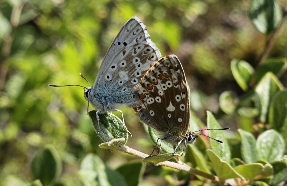 vielfalt-entdecken-lebensraume-verstehen-gefuhrte-wanderung-mit-ranger-volker-bauer