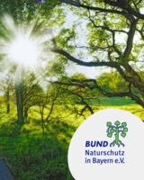 Graupappel, Blutbuche und Gleditschie  Reihe 