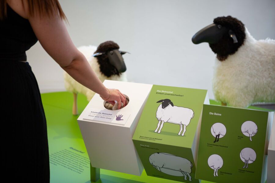 fuhrung-rhonschaf-rhonrad-und-co-das-rhonmuseum-gemeinsam-entdecken