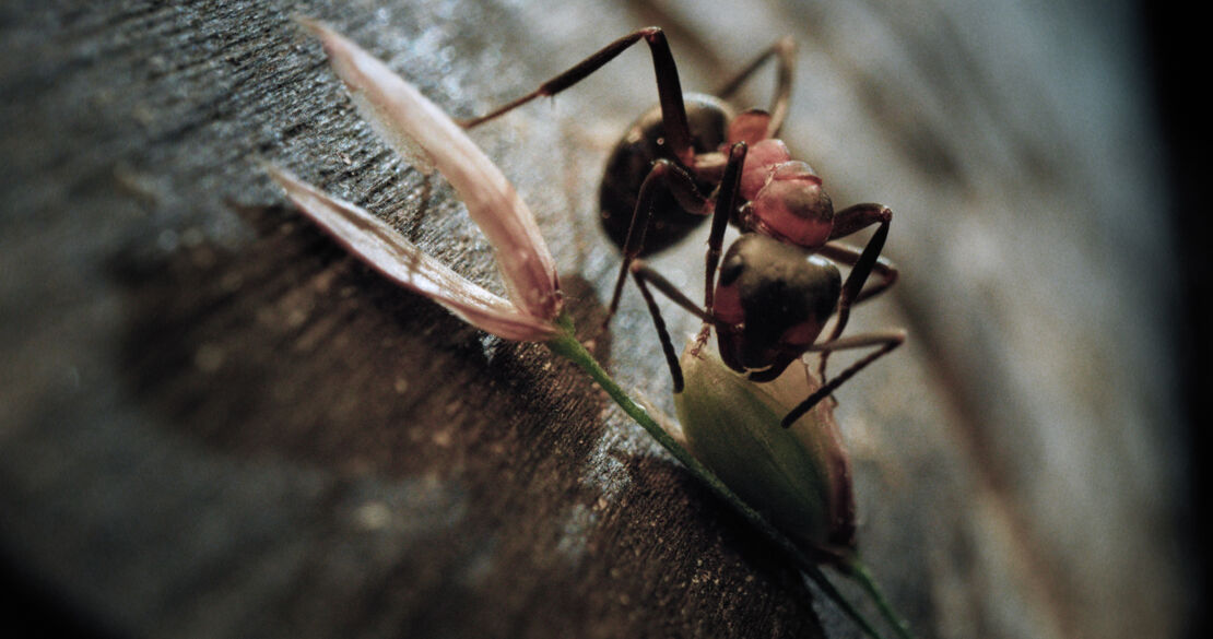 insekten-helden-im-verborgenen