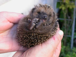 Igel in Not