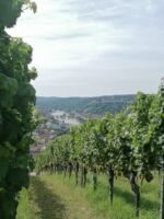 Singlewanderung Weininsel Mainschleife