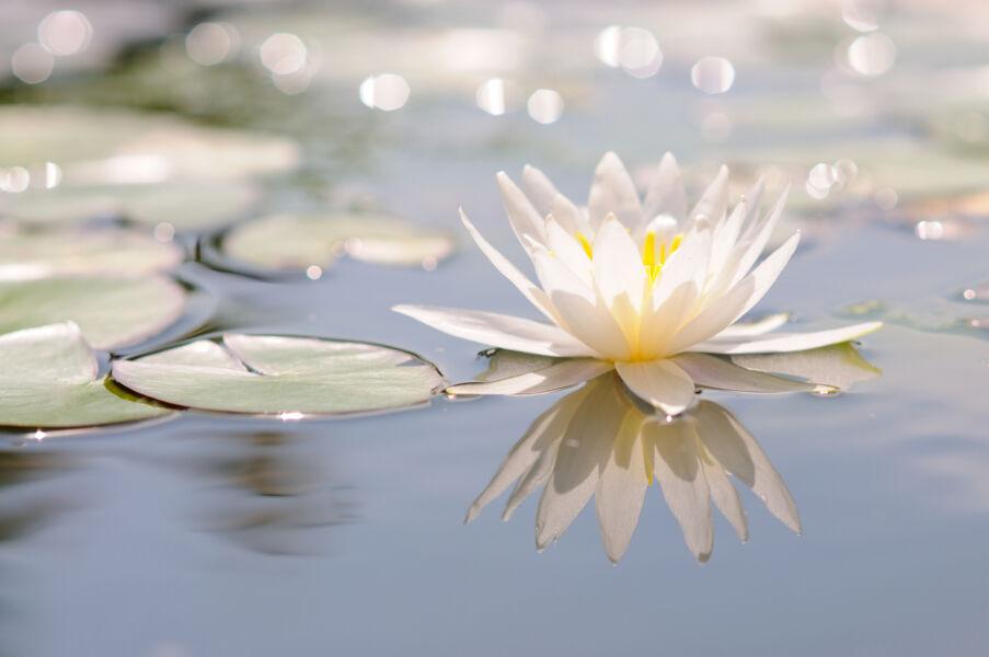 mozartfest-an-strahlendem-morgen