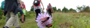Geführte Wanderung für Singles 50plus