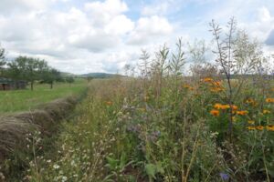 Kostenlose Online-Vortragsreihe des Biodiversitätszentrums Rhön