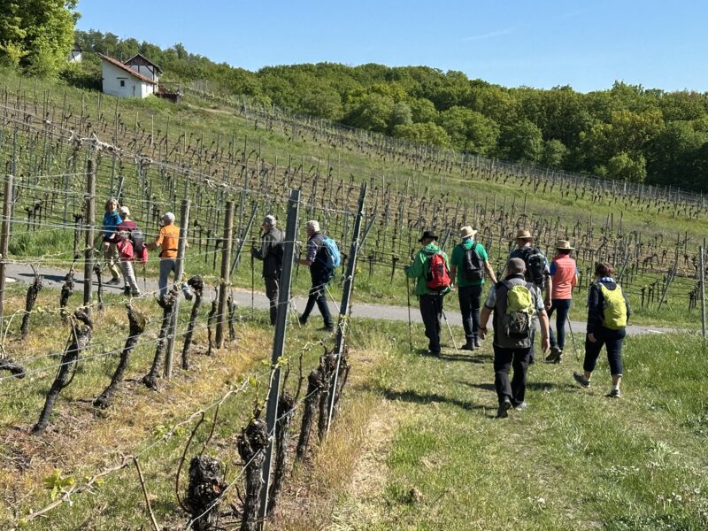 wanderung-in-den-falkensteiner-weinbergen