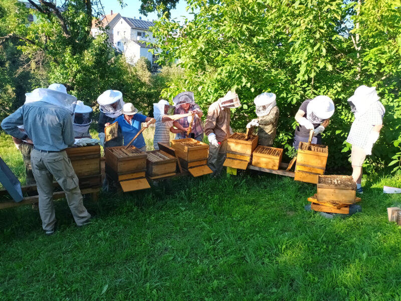 imkerkurs-fur-anfanger-bienenhaltung-im-jahreslauf