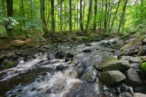 Wasser unser kostbarstes Gut – wie der Klimawandel unsere Rhöner Quellen und Bäche verändert