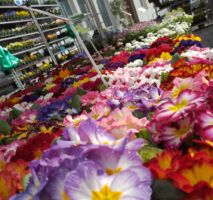 Mellerschter Frühling