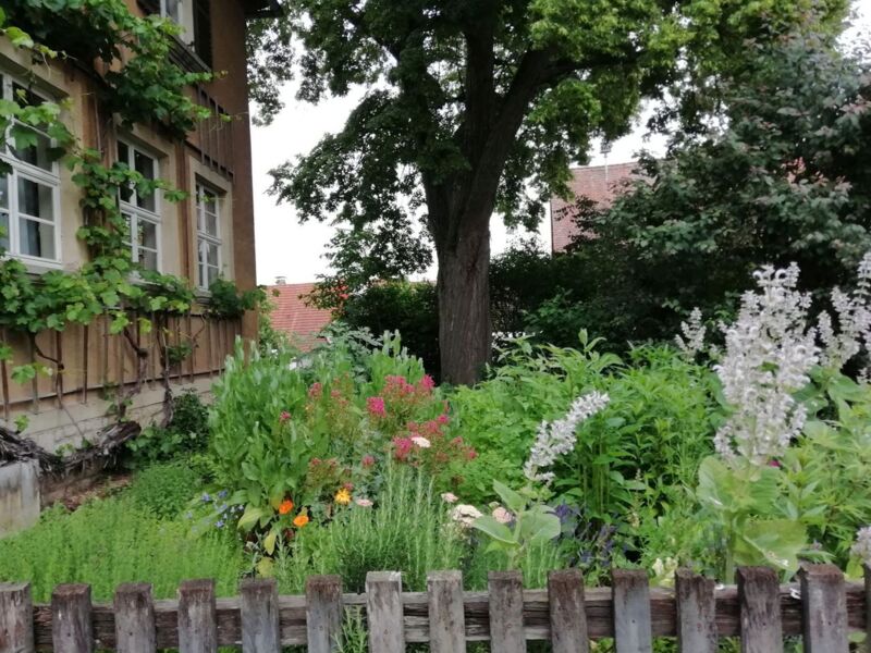naturgartentour-2026-themenfuhrung-heilpflanzen-wertvoller-schatz-im-landlichen-garten