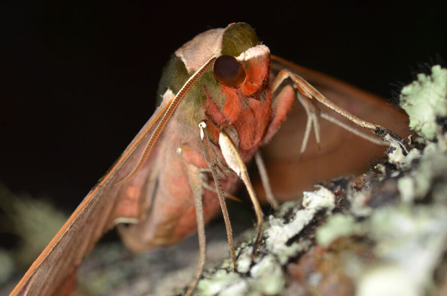 voller-durchblick-bei-sternenlicht-wie-insekten-sich-nachts-orientieren