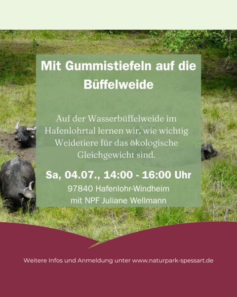 mit-gummistiefeln-auf-die-buffelweide