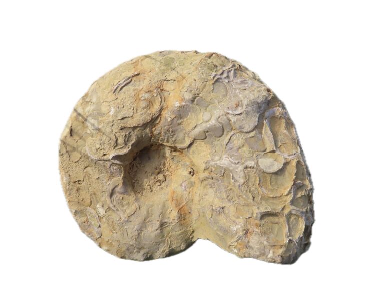 der-mainfrankische-muschelkalk-und-seine-ceratiten