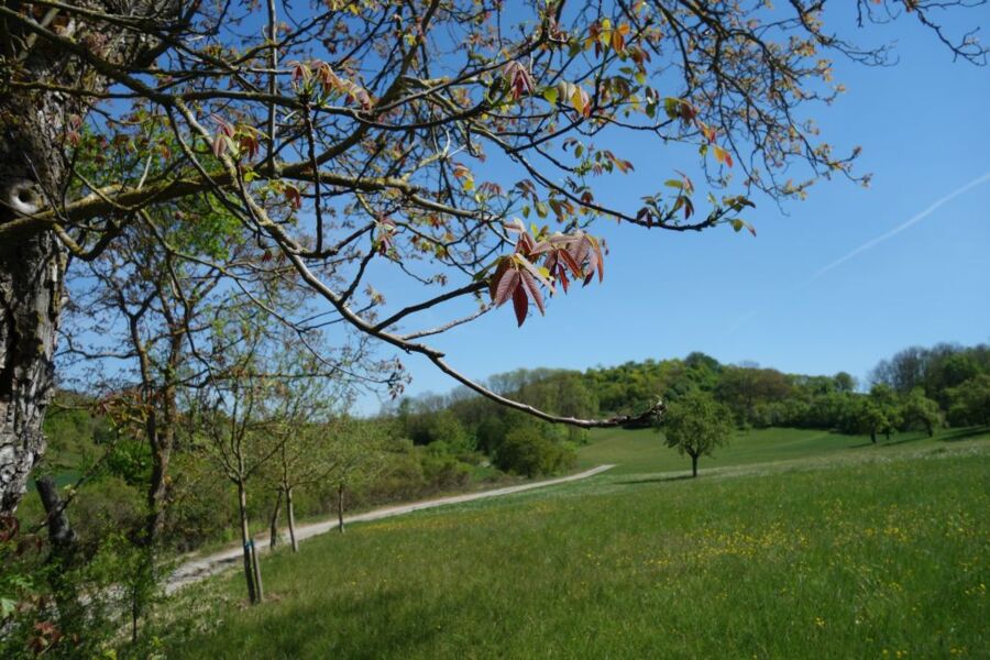 fruhling-lasst-sein-blaues-band