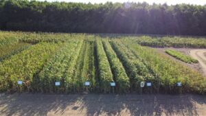 Herausforderung Trockenheit – Anpassungsstrategien in der Landwirtschaft