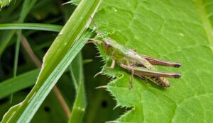 Sommerliche Sprünge: Grashüpfer & Heupferde