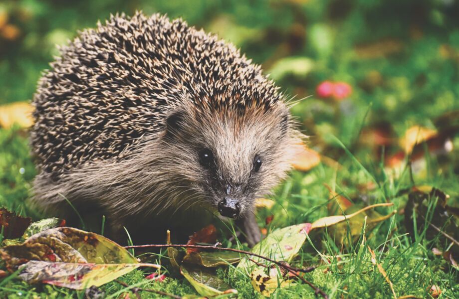kinderaktion-zur-ausstellung-der-igel-unser-stachelritter