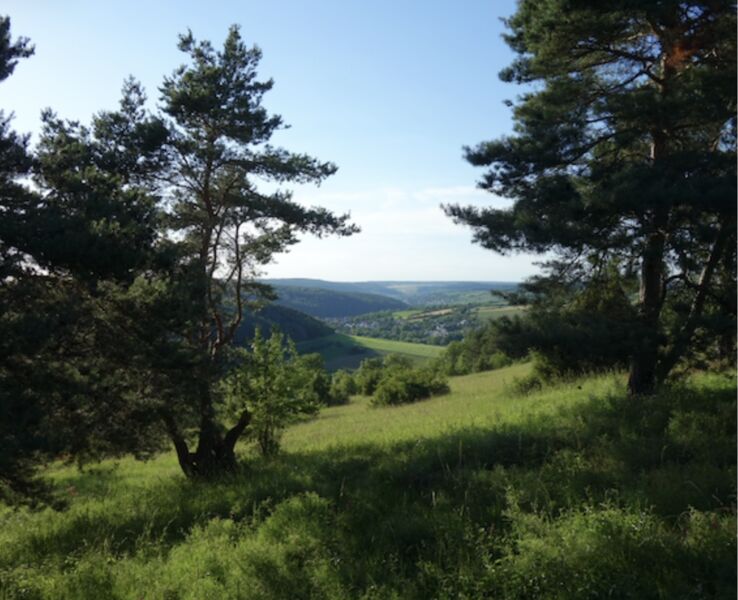 naturkundliche-wanderung-in-einem-nebental-der-tauber-von-laudenbach-nach-wermutshausen