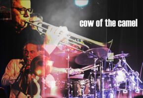 Nu Jazz mit Cow of the Camel