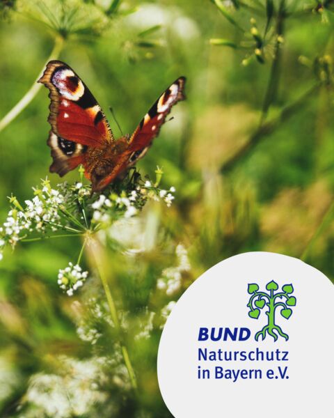 willkommen-im-reich-der-schmetterlinge-ein-garten-voller-leben-fuhrung